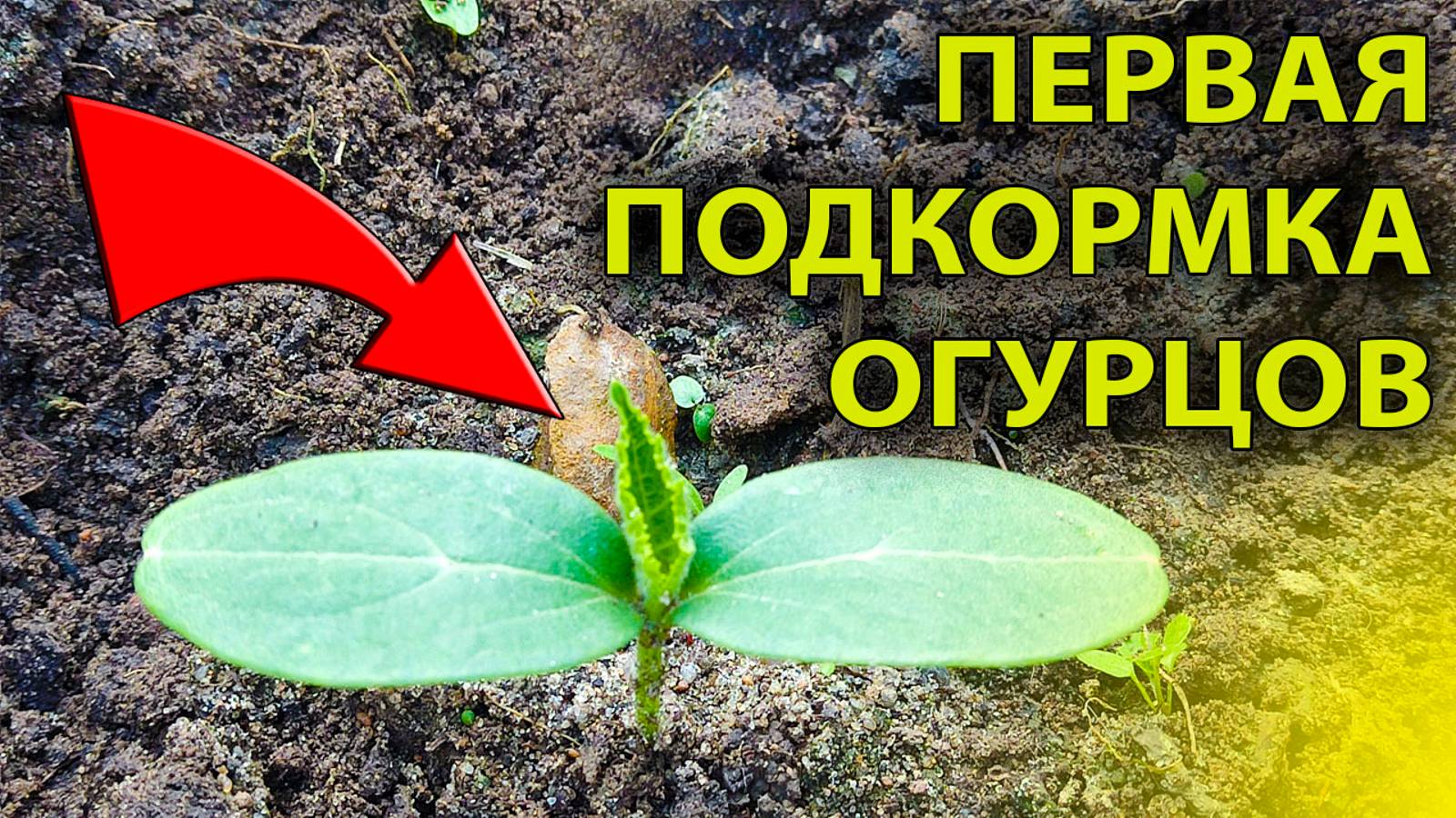 💰 Продай соседу урожай! Секретная подкормка огурцов после всходов 😉 Хватит на заготовки и салаты! смотреть онлайн
