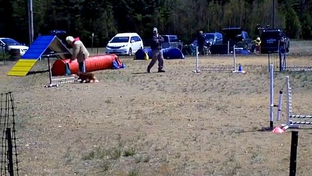 FK the English Toy Spaniel Agility Trial смотреть онлайн