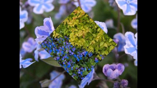 ПУПОЧНИК (OMPHALODES) сем. Бурачниковые смотреть онлайн