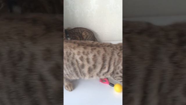 Чаузи ф2 от камышового кота Хаус шаус рысь смотреть онлайн