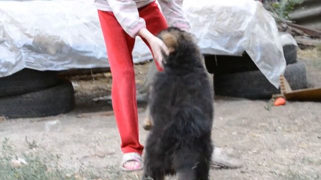 Щенки немецкой длинношерстной овчарки.Продажа. смотреть онлайн