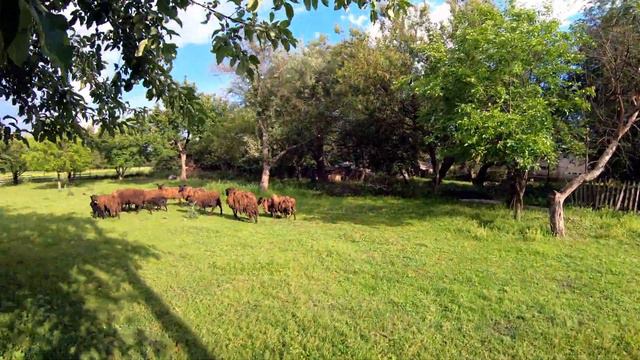 Поездка в Коминтерн смотреть онлайн
