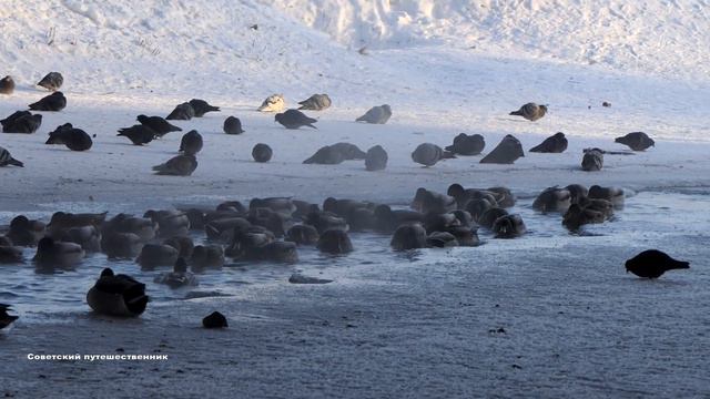 Суровые утки в суровом Нижнем Тагиле. Зимовка 2022/23. смотреть онлайн