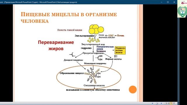 Пищевые мицеллы. Их функция и роль в организме человека. смотреть онлайн