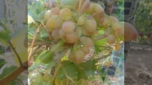 Виноград  Супер-Ляля и Багровый
