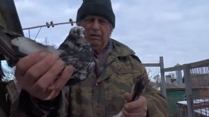 НИКОЛАЕВСКИЕ ГОЛУБИ ТОРЦОВЫЕ НА КАНАЛЕ ГОЛУБИ -НУТРИИ МАЦИНОВ!