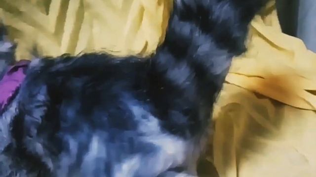 Котенок манула в смешанной технике смотреть онлайн