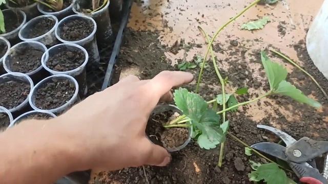Как сделать рассаду клубники в стаканчиках!