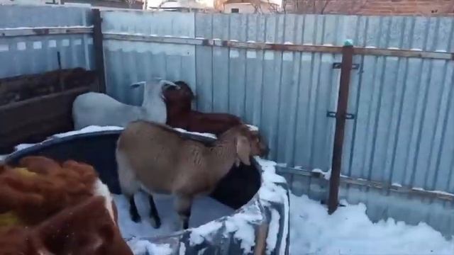 Запускаю коз! Как правильно запустить коз? Грамотный запуск козы... смотреть онлайн