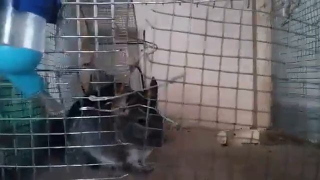 Моё любимое животное смотреть онлайн