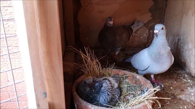 Unexpected eggs from our Tiger Grizzle pigeons смотреть онлайн