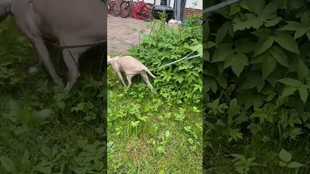 Дурачаться с Лысым