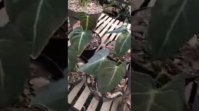 Philodendron melanochrysum-bibit-philodendron смотреть онлайн