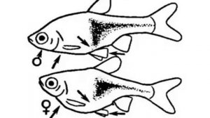 Расбора гетероморфа, клинопятнистая расбора. Определяем пол, отличаем самца от самки.