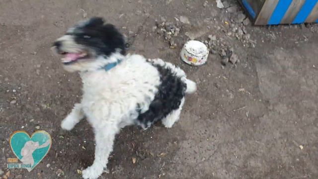 Кудряшка-Боня. Приют "Дорога Домой" Тольятти смотреть онлайн