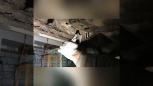 Подножки Touareg 1 GP (Установка)