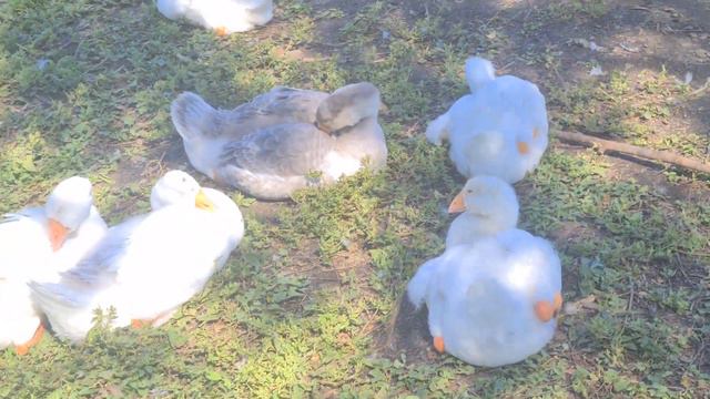 Гусята в 40 дней. Разный вес пород. смотреть онлайн