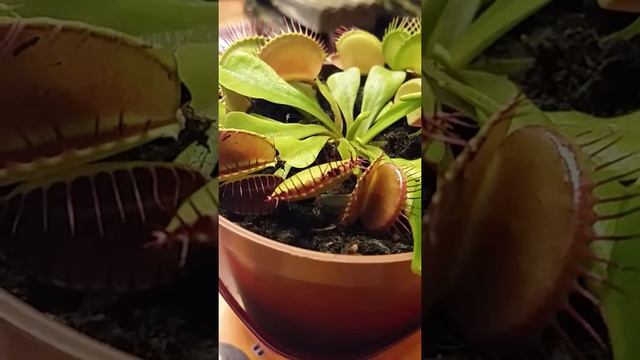 А вы когда-нибудь кормили растение мухами? смотреть онлайн