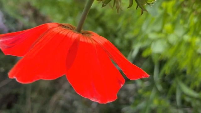 כלנית מצויה Ветреница корончатая смотреть онлайн