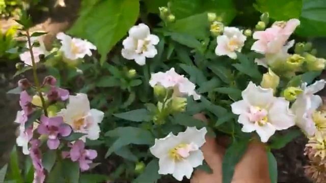 Махровый львиный зев  Твинни , львиный зев Снапшот Корал биколор, львиный зев Черри Кола. Обзор.