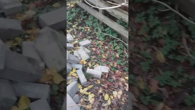 Размножаем черноплодную рябину смотреть онлайн