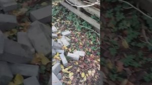 Размножаем черноплодную рябину