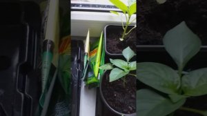 Кто или что жрёт рассаду перцев?