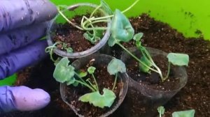 Кампанулы, как лучше укоренять?