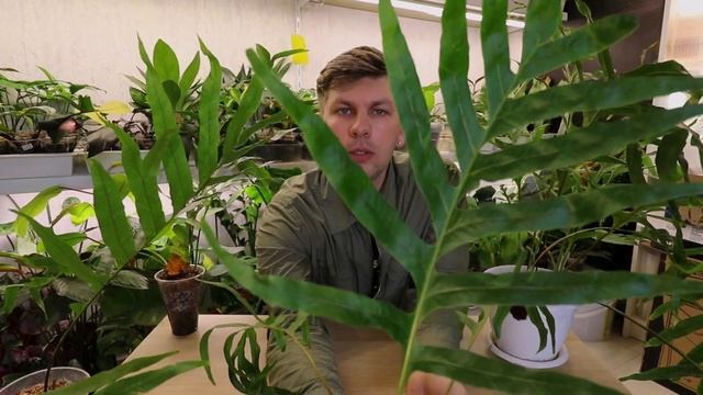 РЕДКИЙ ПАПОРОТНИК Дринария вариегатная Комнатное растение крупного размера смотреть онлайн