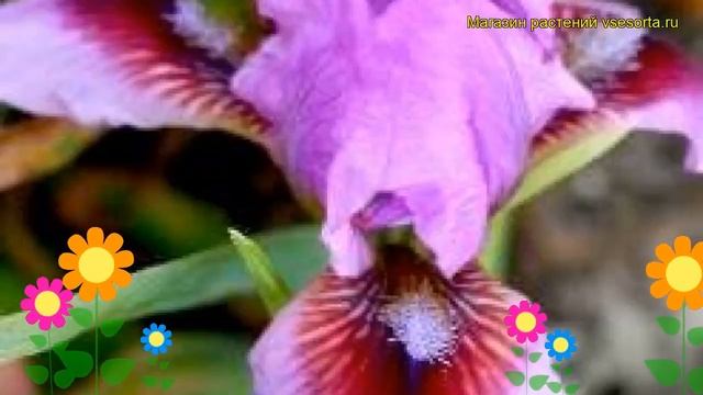 Ирис карликовый Йо-Йо. Краткий обзор, описание характеристик, где купить саженцы iris pumila Yo-Yo смотреть онлайн