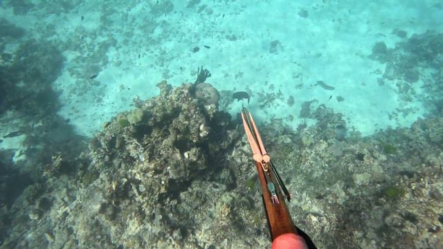 Spearfishing Reefs Off (PALM ISLAND) And (LUCINDA) North Queensland.