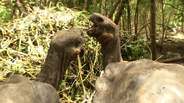 Giant Tortoises, Aggression. Галап. черепахи, агрессия (1334sp) смотреть онлайн