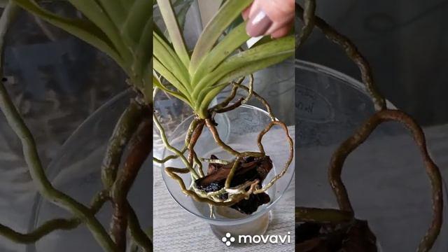 ?Орхидея "Ванда". ?Наблюдение от начала цветения?, в течении ?20ти дней? смотреть онлайн