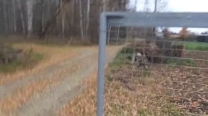 Забор из сварной сетки.