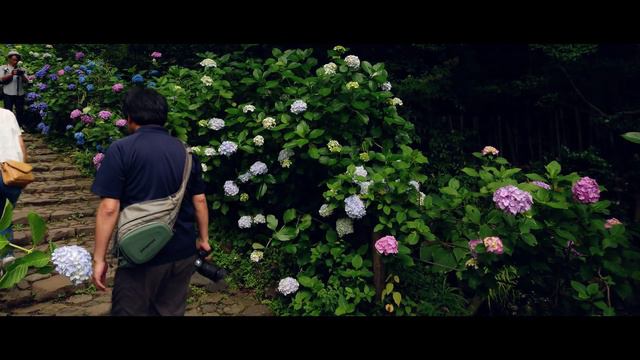 2019 Ajisai Hydrangea Slope - Mt. Taihei Prefectural nature park смотреть онлайн