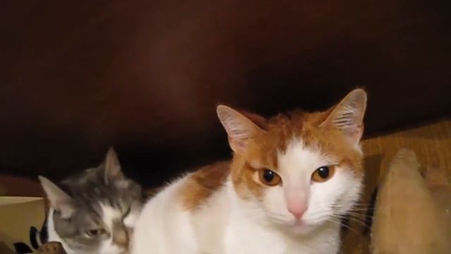 Милые киски! Смешные животные , смешные киски. смотреть онлайн