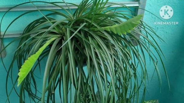 bromelias em aquário#amor as plantas#amor