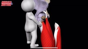 Четырехглавая мышца бедра (квадрицепс). 3d anatomy. MUSCLE MOTION