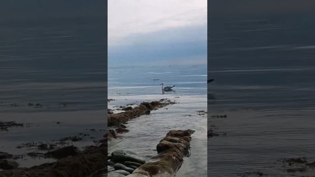 Что может быть прекрасней моря? смотреть онлайн