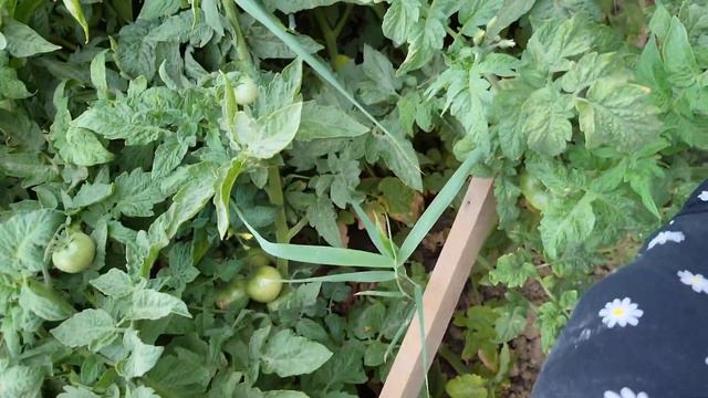 ПОМИДОРЫ НАРАШАНЬОЕ🍅🍅🍅🍅🍅🍅🌶🌶🌶🌶🌶🌶 смотреть онлайн