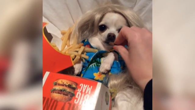Pop Diva Chihuahua Takes Instagram By Storm смотреть онлайн