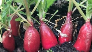 Как вырастить редис в необогреваемой теплице в марте