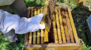 РАЗВИТИЕ ПЧЕЛОПАКЕТА ПОСЛЕ ПОКУПКИ #1