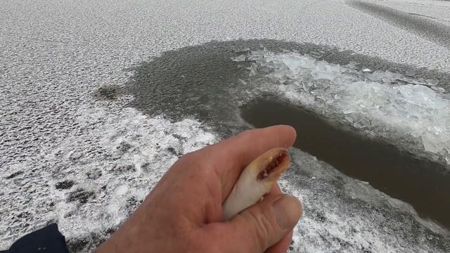 Рыбалка Бельго. Минога-2021. смотреть онлайн