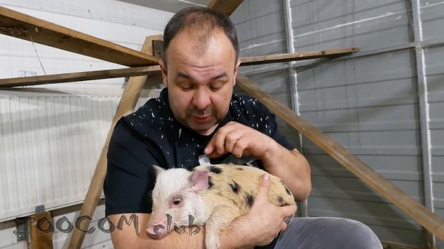 Новогодний символ. Свинья в миниатюре смотреть онлайн