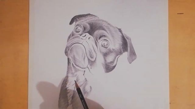 Draw a Dog Sketch with Pencil | Black Pug Dog Realistic Portrait | Drawing Cute Pet Animal Drawing смотреть онлайн