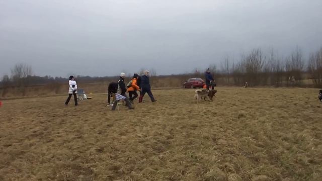 курсинг мали ридж лайка смотреть онлайн
