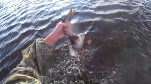 Охота на утку в Октябре.  Жара как летом