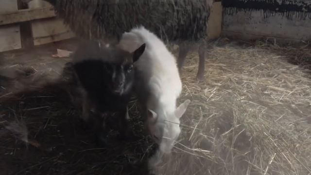Окоты коз и овец. Новые козы смотреть онлайн