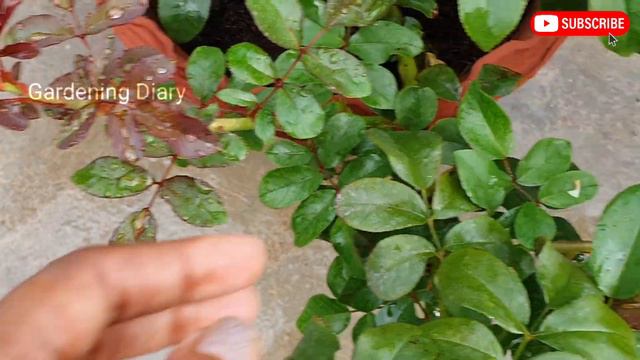 கொத்தாக பூக்கும் ஒற்றை இதழ் ரோஜா - Astronomia - Charlatan Rose growing tips - Buy roses online Indi